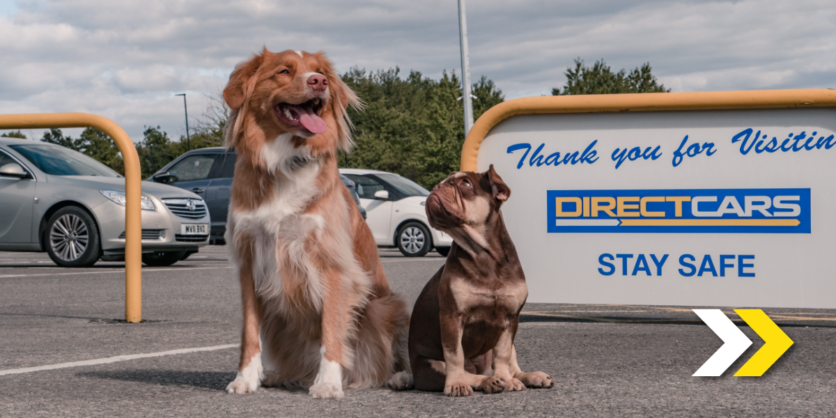 Driving with Dogs in the UK: What the Law Says - Blog
